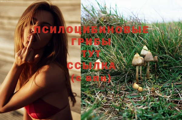 шишки Михайловск